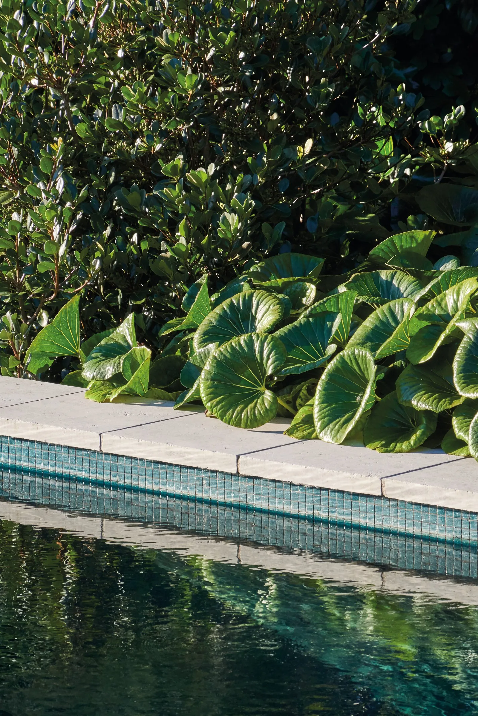 Garden designed by Suzanne Turley Landscapes